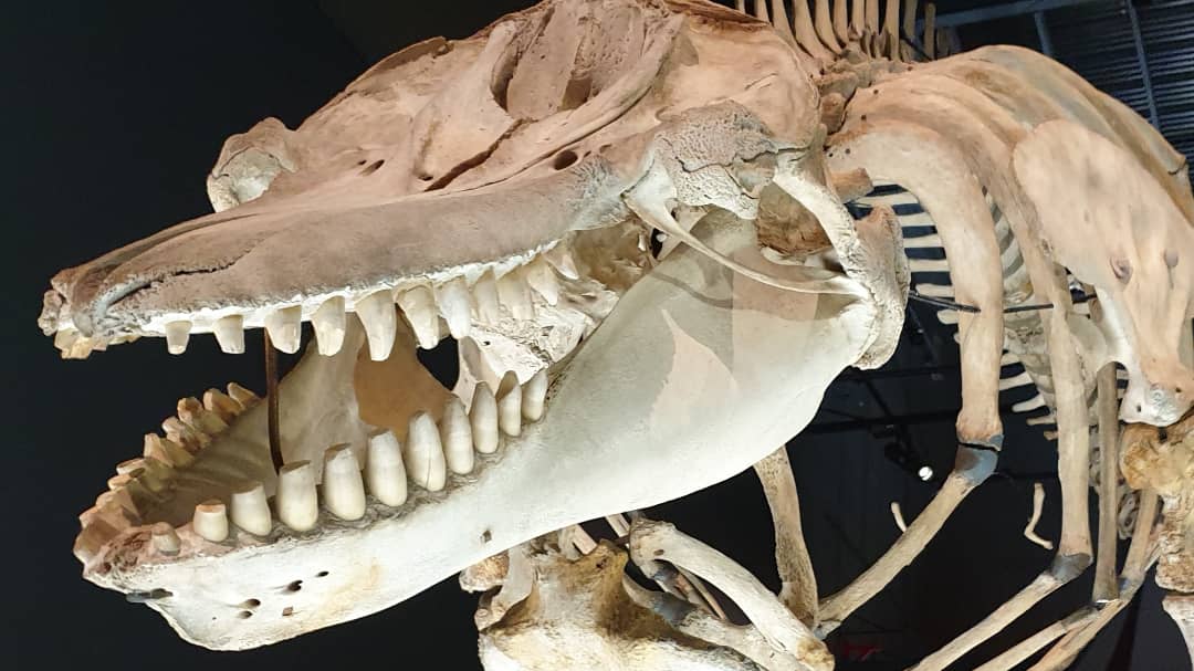 Darren Naish tweet media