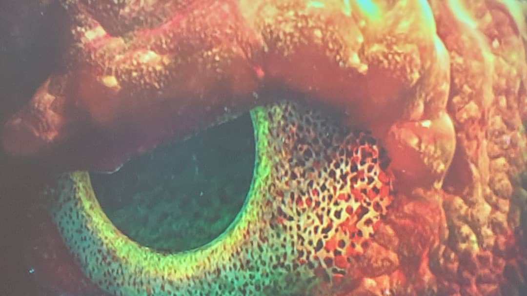 Darren Naish tweet media