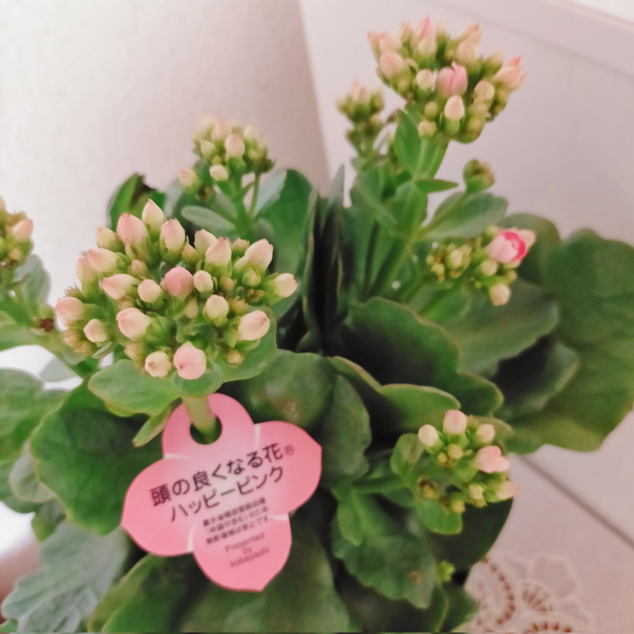 頭の良くなる花 Twitter Search Twitter