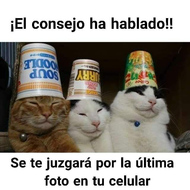 GatitoJoseos's tweet photo. Aver https://t.co/f4sInBUuYH