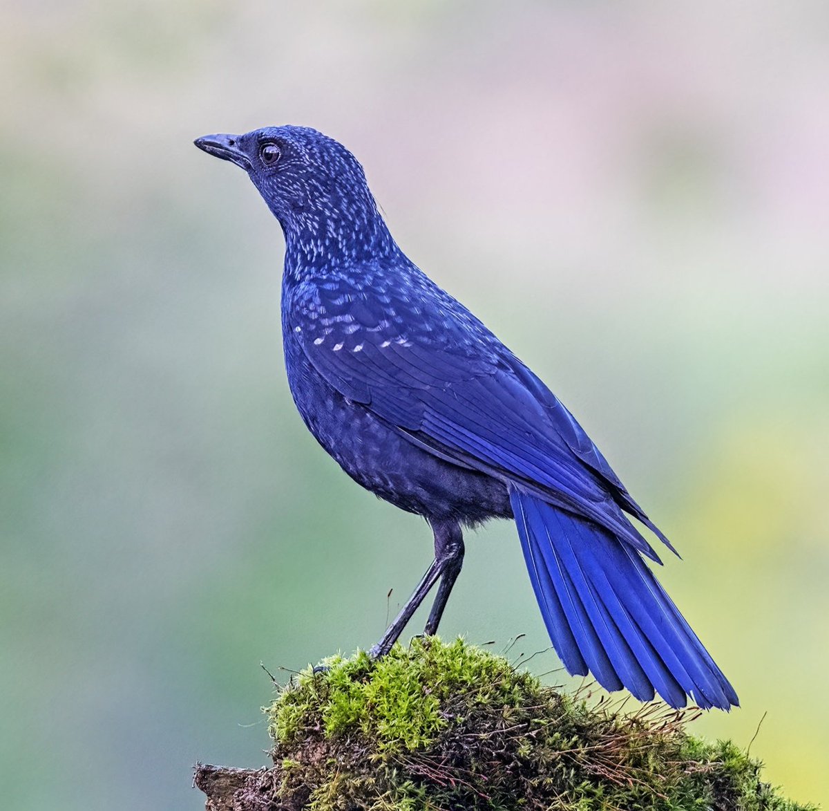 Lovely birds in China🐦 tweet media