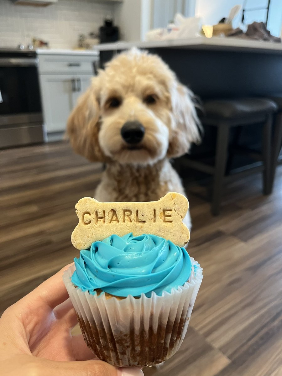 today is Charlie’s 1st birthday so here’s a pic of him waiting so patiently for his bday cupcake 🥰