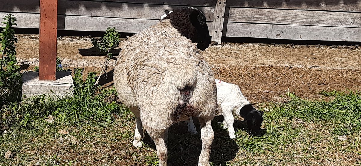 Van apareciendo los nuevos de la casa
