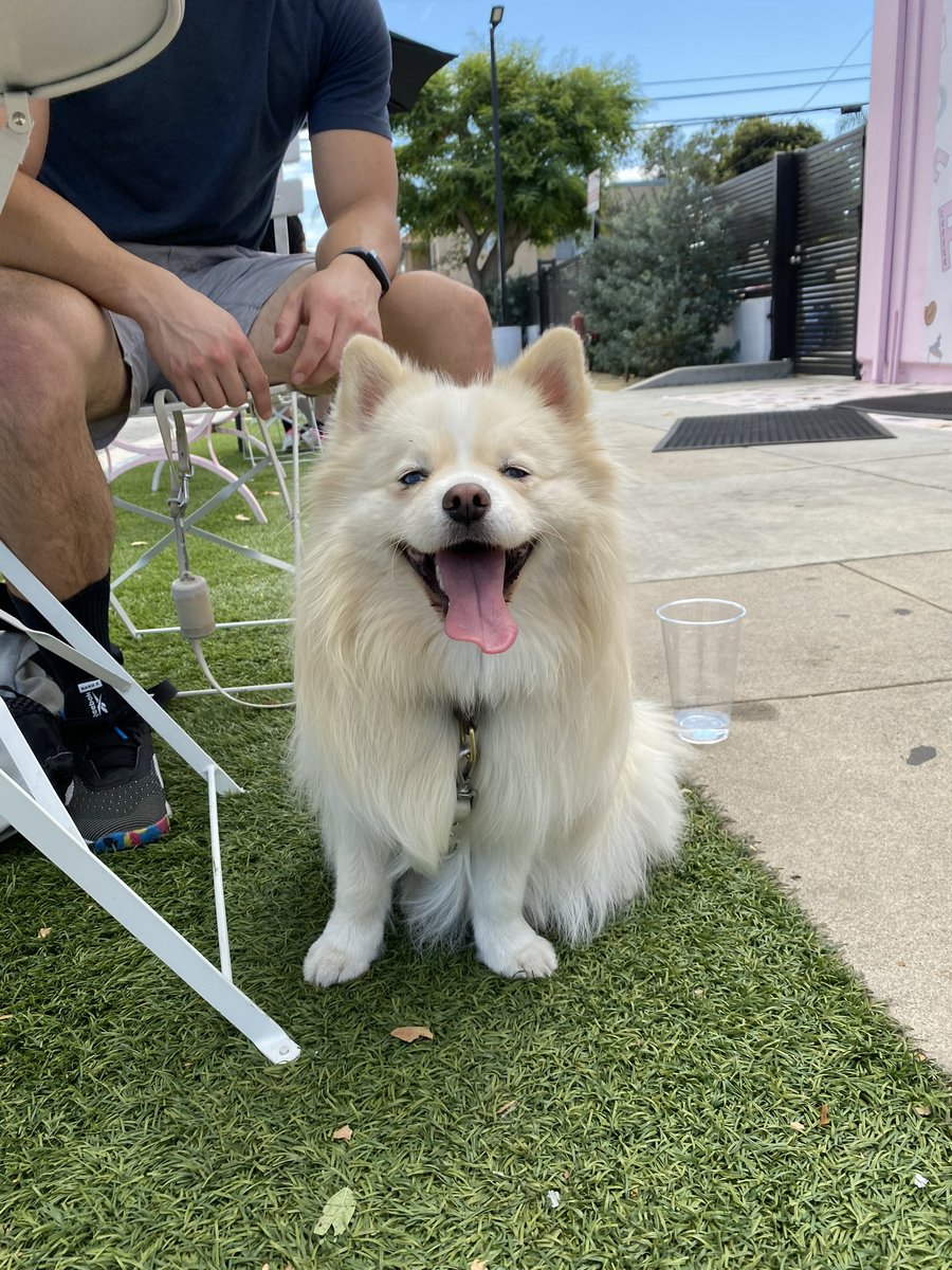 JasonLeiRose's tweet photo. #labordayweekend hangout with my college friend Caroline at #federalcoffee, met a new #pomsky #dog friend named Sasha, then devoured delicious egg sandos at #eggmate. Those egg smothered tater tots…
#laborday #breakfast #brunch #hapa #coffee #heat #LosAngeles #yummy https://t.co/hcBqhgwHdH