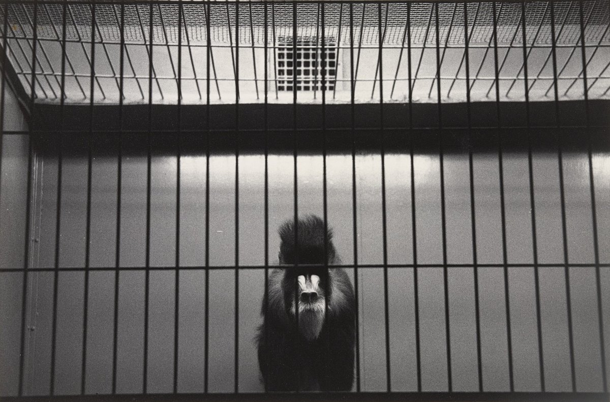 moma_photos's tweet photo. Harry Callahan, Brookfield Zoo, c. 1953 #harrycallahan #museumofmodernart https://t.co/kOe7V2KtAl https://t.co/e0ZFZyruZK