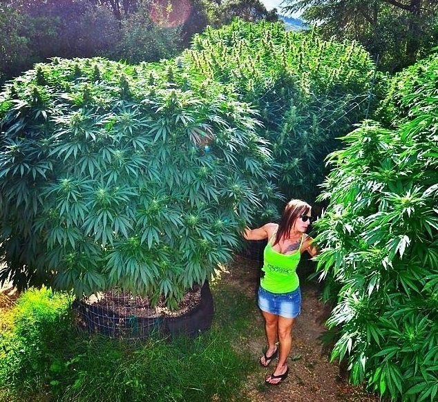 William65761069's tweet photo. Some beautiful ladies!

📸 MzJill

#cannabiscommunity #cannabisculture #cannabisindustry https://t.co/eh4fQdX0TM