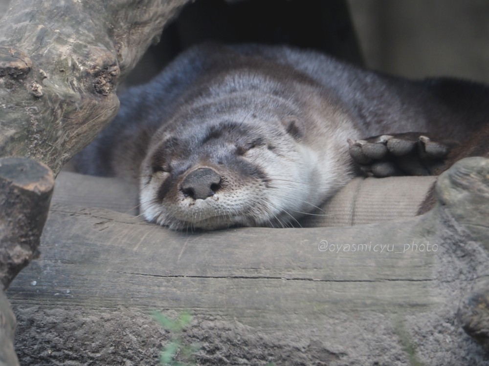 oyasmicyu_photo's tweet photo. ねむねむ…💤

#riverotter #otter #TorontoZoo #sleepmode #sleepyotter #カナダカワウソ #カワウソ #トロント動物園 #スリープモード #やる気が来い #Talise #タリスちゃん https://t.co/oNrzj2i7qZ