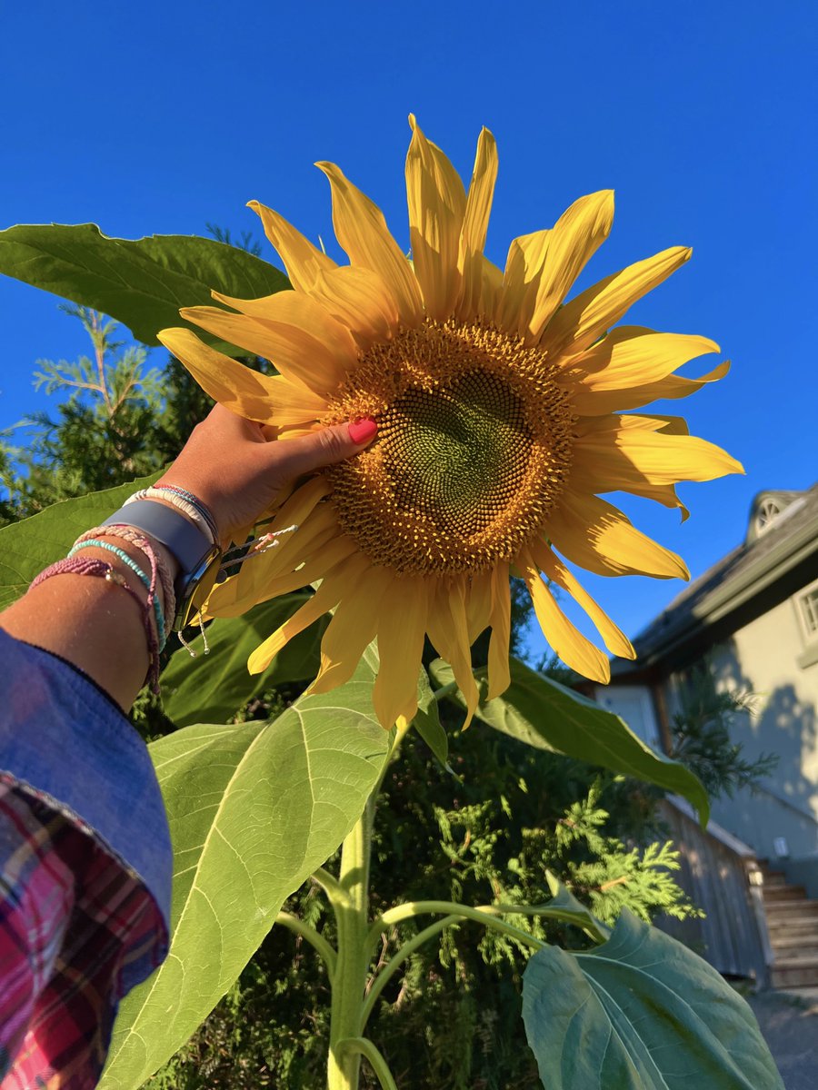 HeyItsMeMissJT's tweet photo. Long walks & sunflower stalks. #TisTheSeason #ItsTheMostWonderfulTimeOfTheYear #AutumnVibes #EveningCardio #GetOutside #SeptemberGoodness #LabourDay π»ππΎπππ§‘π» https://t.co/BOHDyGwE9t