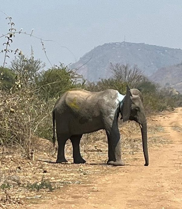 Wealthness42's tweet photo. It is unfathomable what this elephant has endured.

It must have looked no more ominous than a vine as she put her head through the wire circle. Certainly nothing her brute strength couldn’t snap if she yanked hard enough.

https://t.co/uCbrgnPVPZ https://t.co/WAtQM9bax9