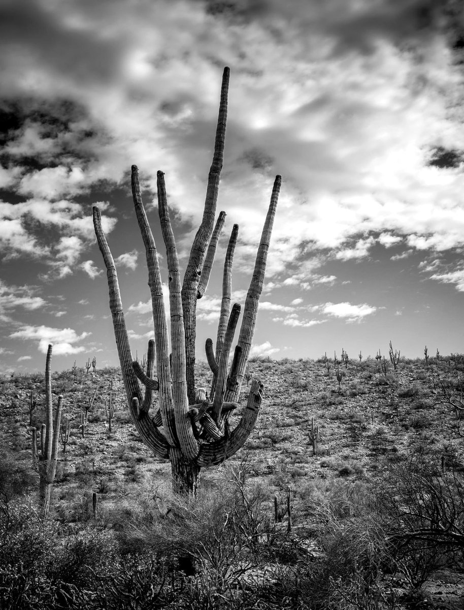 A majestic saguaro. #blackandwhitephotography #blackandwhite #blackandwhitephoto  #arizona #saguaro #saguaronationalpark #photography #canonphotography #bnw #tucson #landscapephotography #photo #PhotoOfTheDay #NaturePhotography