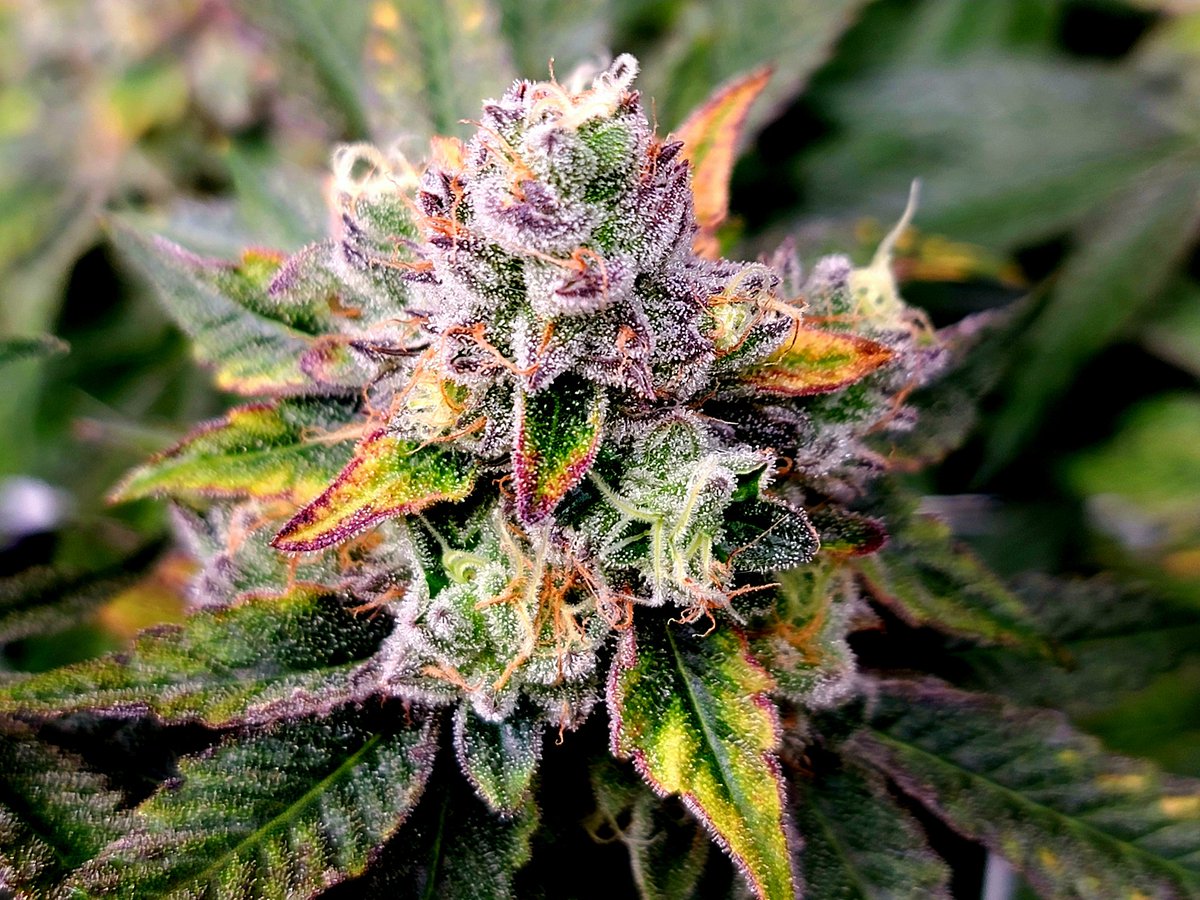 William65761069's tweet photo. It's almost 4:20 am here, so this is for any other homies out there chiefin' with me! #WakeNBake #CannabisCommunity #stonerchicks #StonerFam #Mmemberville https://t.co/mhlN1y1Hv3