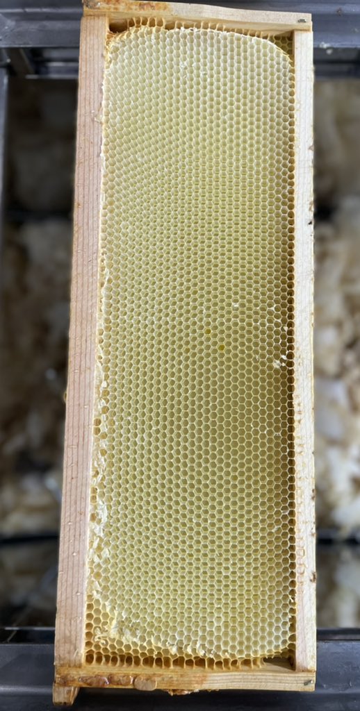 kyotemoe's tweet photo. Solid harvest this year.  Capped, uncapped and extracted honey frames…
#beekeeping #honey https://t.co/cxcjXVVWqP