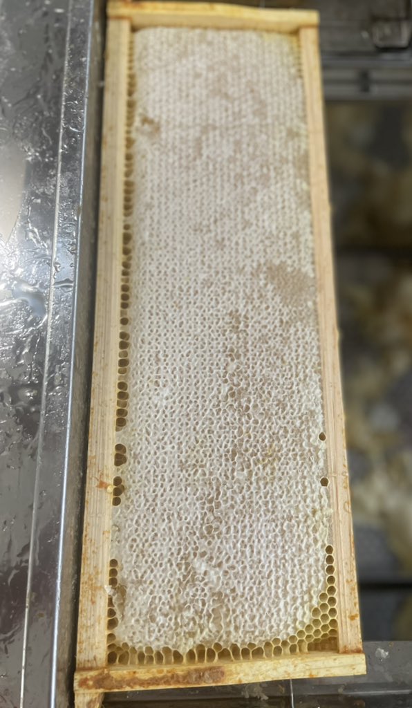 kyotemoe's tweet photo. Solid harvest this year.  Capped, uncapped and extracted honey frames…
#beekeeping #honey https://t.co/cxcjXVVWqP