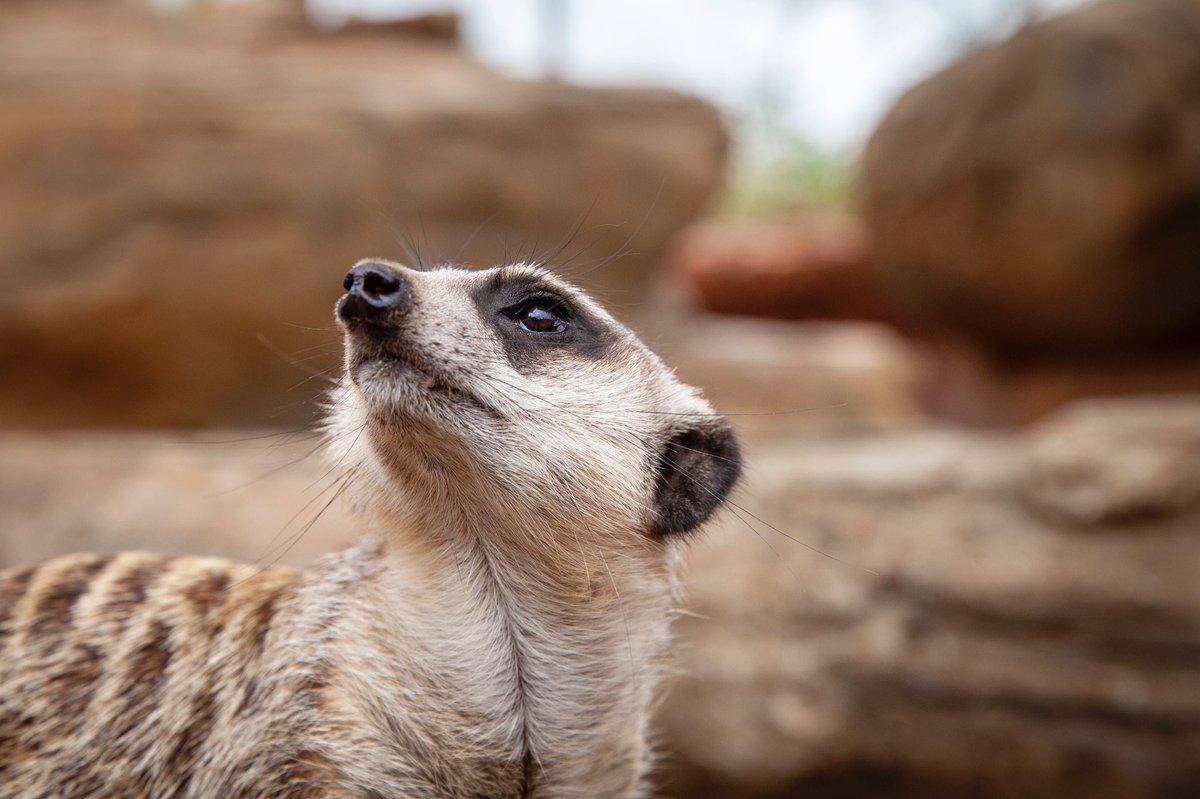 AustraliaZoo's tweet photo. Wild fact: Did you know meerkats have an immunity against snake venom? This allows them to survive when bitten by a venomous snake! Crikey! https://t.co/kResIwQ7rx