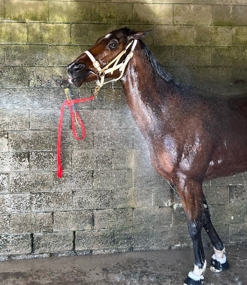 Apache Chase is back with a splash 💦 <a href="/Desracing74/">Desleigh Forster Racing</a>