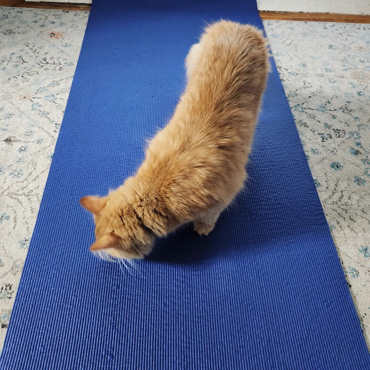 TheDailyFreya's tweet photo. investigated the mat but decided i prefer the carpet for yoga time

#CatsOfTwitter https://t.co/kyKIq2M5as