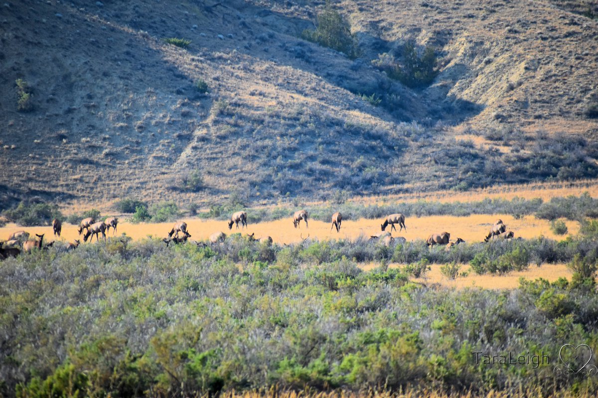 JustPhotograp12's tweet photo. The mighty Wapiti... not calling yet, but the best sound just may be the sound of an Elk Bugle. https://t.co/PKz9eW7wCk