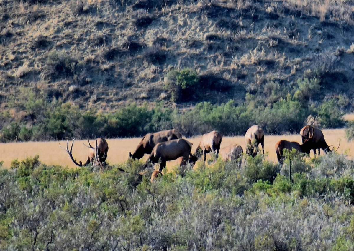 JustPhotograp12's tweet photo. The mighty Wapiti... not calling yet, but the best sound just may be the sound of an Elk Bugle. https://t.co/PKz9eW7wCk