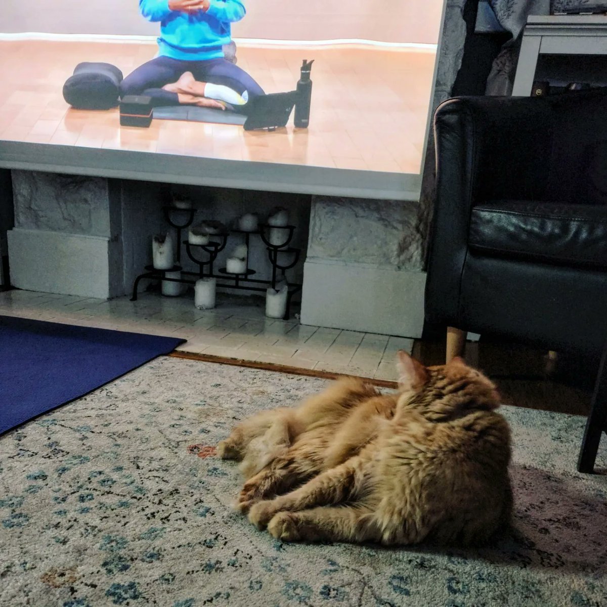 TheDailyFreya's tweet photo. investigated the mat but decided i prefer the carpet for yoga time

#CatsOfTwitter https://t.co/kyKIq2M5as
