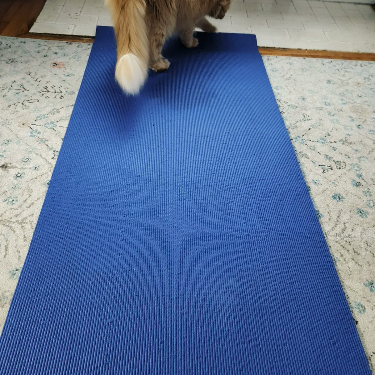TheDailyFreya's tweet photo. investigated the mat but decided i prefer the carpet for yoga time

#CatsOfTwitter https://t.co/kyKIq2M5as