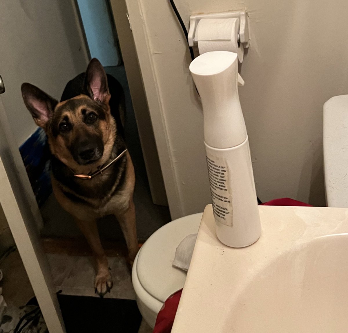 stefanartistry's tweet photo. I peel back the shower curtain to see this bitch looking at me like hurry up #GermanShepherdtwitter #ShadowDog 😅 https://t.co/FRUC1E7Ihh