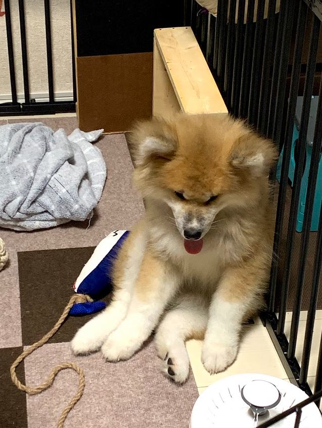 隙あらば 人の背中を 舐める犬… 