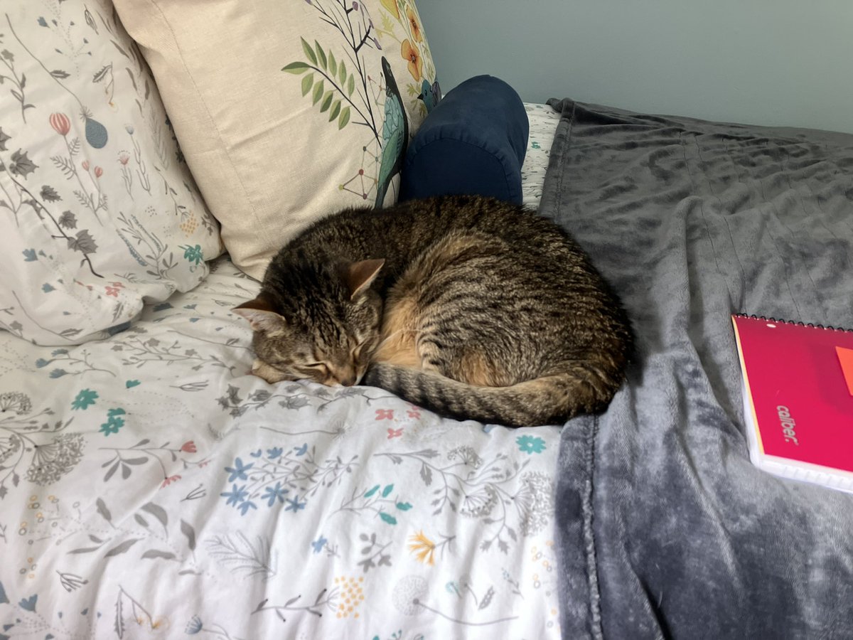 jennymock's tweet photo. @seananmcguire Sandy Cat https://t.co/t6TYRQB4SC