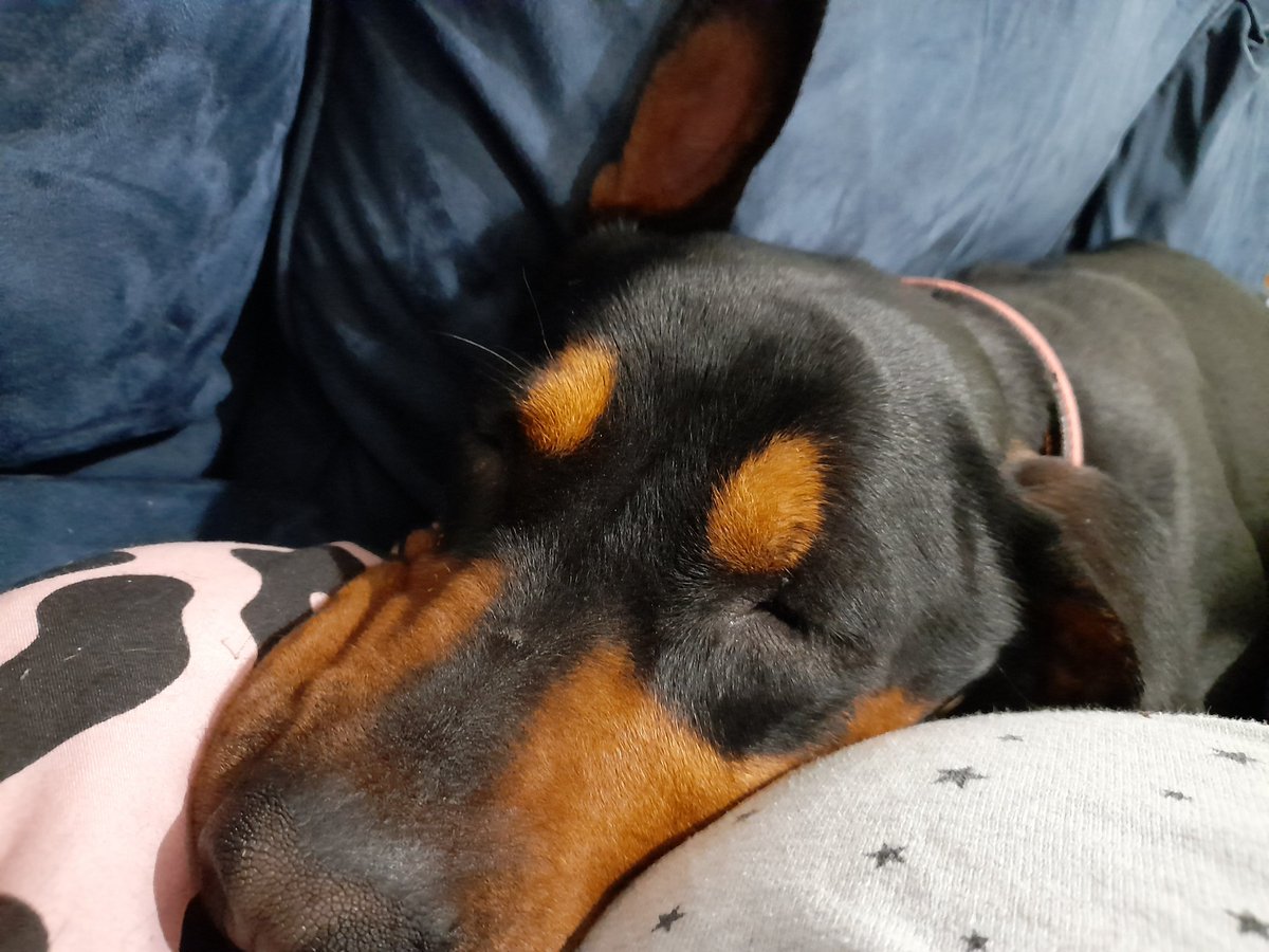 T_Asteroid's tweet photo. Sedated for the vet visit happening soon 🤣 #dogsoftwitter https://t.co/lMIHWZqNvl