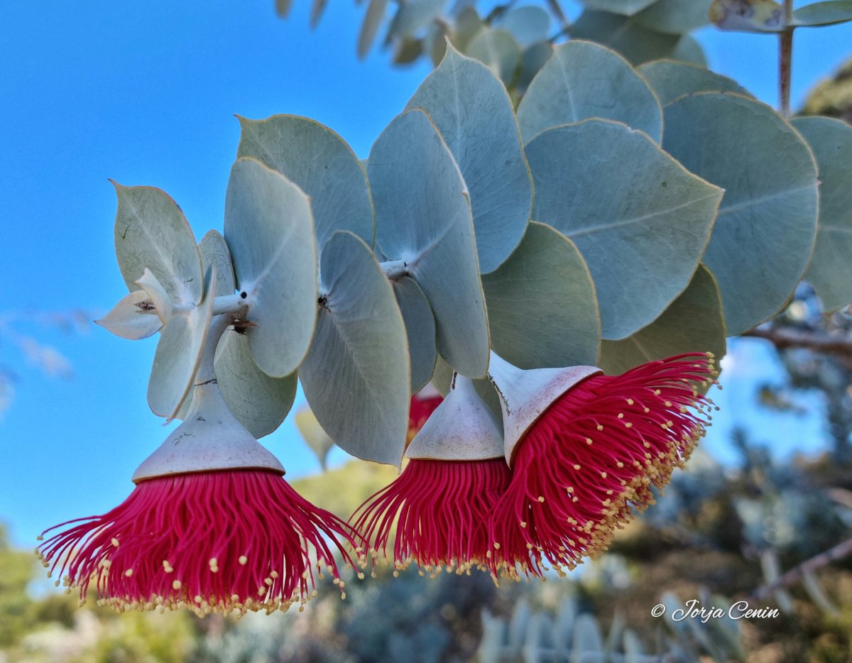 Eucalyptus rhodantha ❤️ #eucbeaut #wildflowerhour #flower #Beautiful