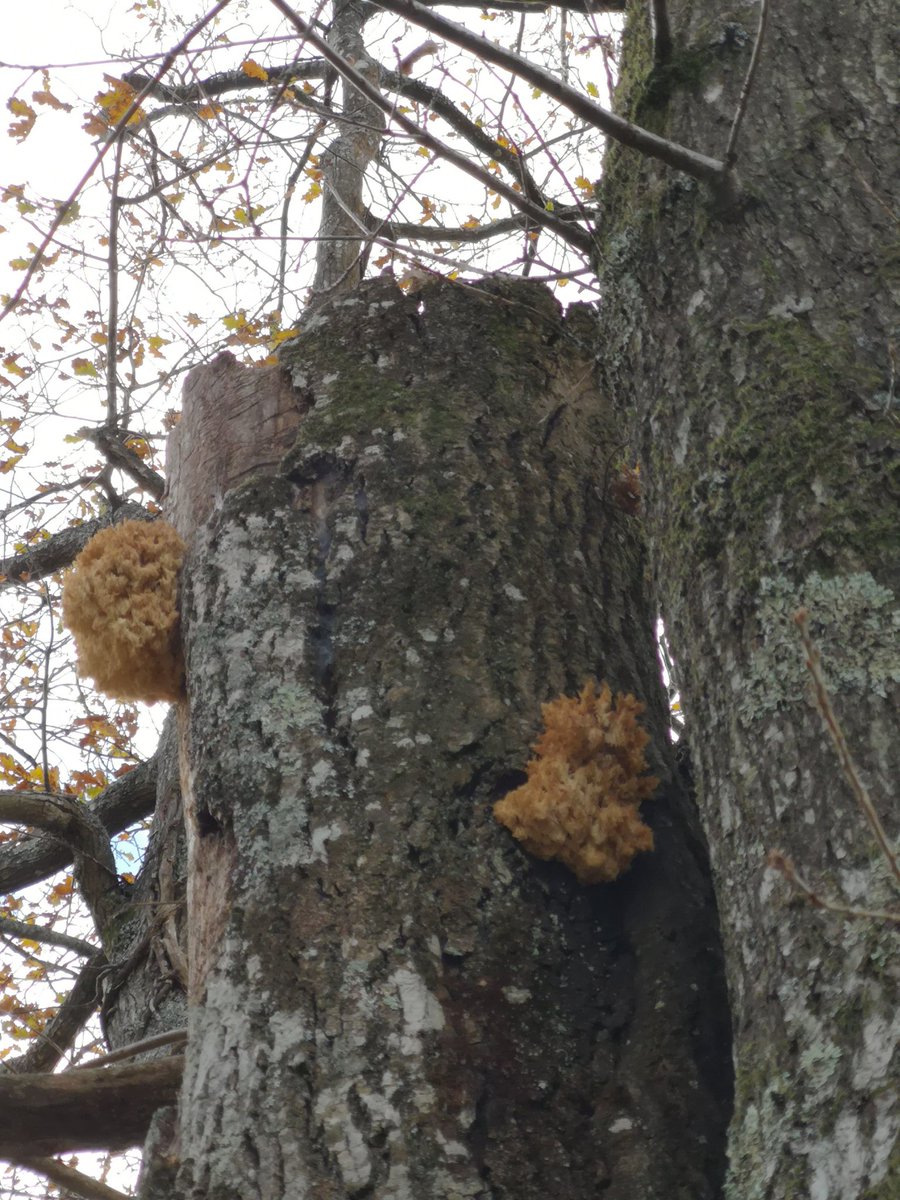 William65761069's tweet photo. Found this amazing coral tooth fungus (hericium coralloides) recently. Just had it confirmed by a local expert - wasn't sure as really rare in UK. 😁 🎉 Very pleased with that!!! 
#coraltooth #fungi #fungus #mycology #mushrooms #fungifanatichericiumcoralloides #naturelovers https://t.co/6CZ6plAgQM