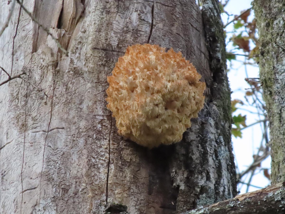 William65761069's tweet photo. Found this amazing coral tooth fungus (hericium coralloides) recently. Just had it confirmed by a local expert - wasn't sure as really rare in UK. 😁 🎉 Very pleased with that!!! 
#coraltooth #fungi #fungus #mycology #mushrooms #fungifanatichericiumcoralloides #naturelovers https://t.co/6CZ6plAgQM