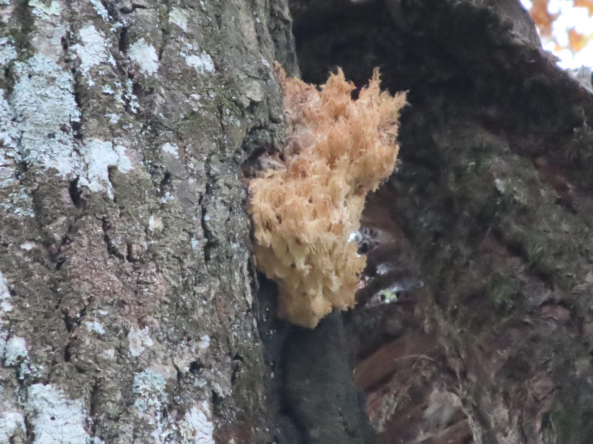 William65761069's tweet photo. Found this amazing coral tooth fungus (hericium coralloides) recently. Just had it confirmed by a local expert - wasn't sure as really rare in UK. 😁 🎉 Very pleased with that!!! 
#coraltooth #fungi #fungus #mycology #mushrooms #fungifanatichericiumcoralloides #naturelovers https://t.co/6CZ6plAgQM