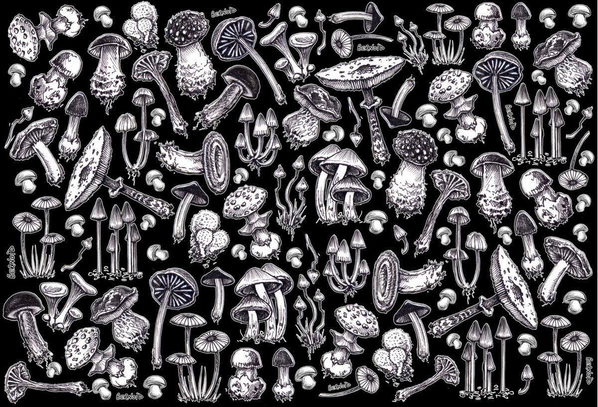 William65761069's tweet photo. Everyone needs a #facemask… so why not have a mushroom one?

https://t.co/uoaMcC4BHC…

Drawn by me, produced ethically in the UK, printed onto organic calico. 

#facemasks #mushroom #mushrooms #fungi #mask #mushroommask #bagsofethics https://t.co/lv7udnbpax