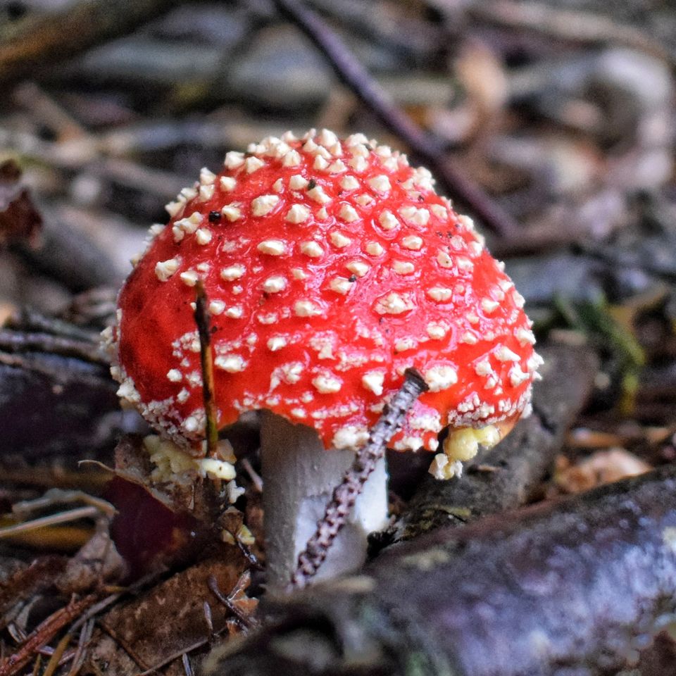 William65761069's tweet photo. A few of the fabulous fungi in the Forest of Dean right now🍄 Have you spotted any?
There are around 15,000 types of wild fungi in the UK &amp; we think we have them all here in the #DeanWye!
Photos by Paul Bennell. #Autumn #Fungi #Mushrooms #ForestOfDean #Autumnwatch #FabulousFungi https://t.co/XWZYFwEpcn