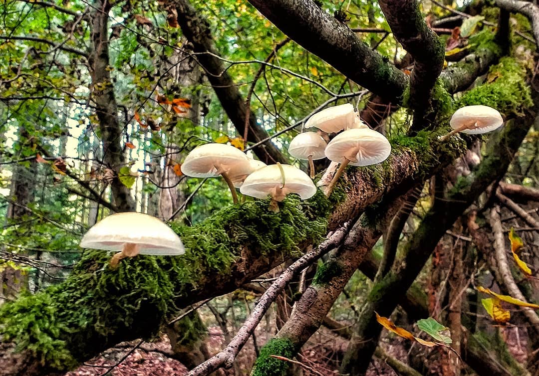William65761069's tweet photo. A few of the fabulous fungi in the Forest of Dean right now🍄 Have you spotted any?
There are around 15,000 types of wild fungi in the UK &amp; we think we have them all here in the #DeanWye!
Photos by Paul Bennell. #Autumn #Fungi #Mushrooms #ForestOfDean #Autumnwatch #FabulousFungi https://t.co/XWZYFwEpcn