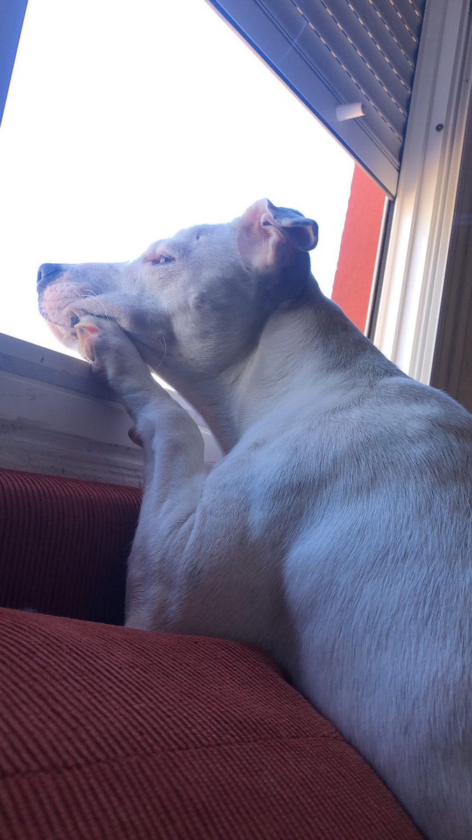 shirleyyyc's tweet photo. Busco adopción para este bebé pitbull de 7 meses (aunque parezca un caballo de 20 años). Es un amor con perros y gatos pero no puedo tenerlo en casa, busco alguien responsable y que tenga tiempo para dedicárselo y cuidarlo, es un besucón y adora mirar por la ventana 🫶🏻 https://t.co/nqqyz1aEC6