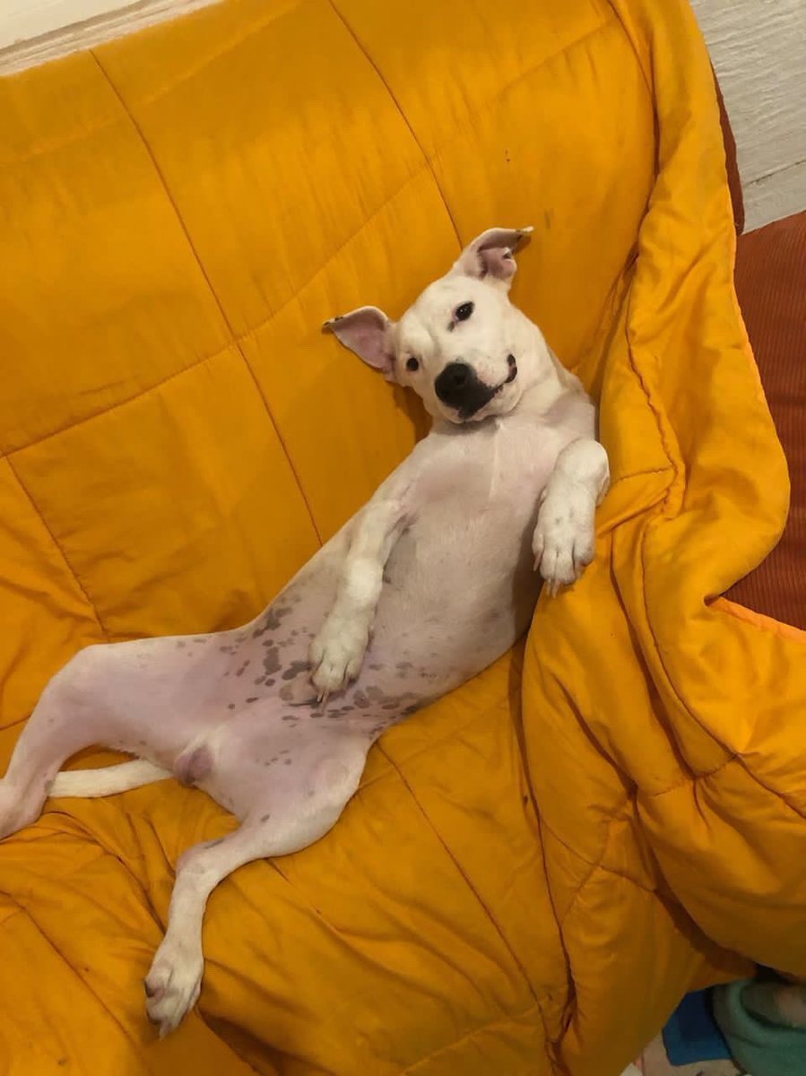 shirleyyyc's tweet photo. Busco adopción para este bebé pitbull de 7 meses (aunque parezca un caballo de 20 años). Es un amor con perros y gatos pero no puedo tenerlo en casa, busco alguien responsable y que tenga tiempo para dedicárselo y cuidarlo, es un besucón y adora mirar por la ventana 🫶🏻 https://t.co/nqqyz1aEC6
