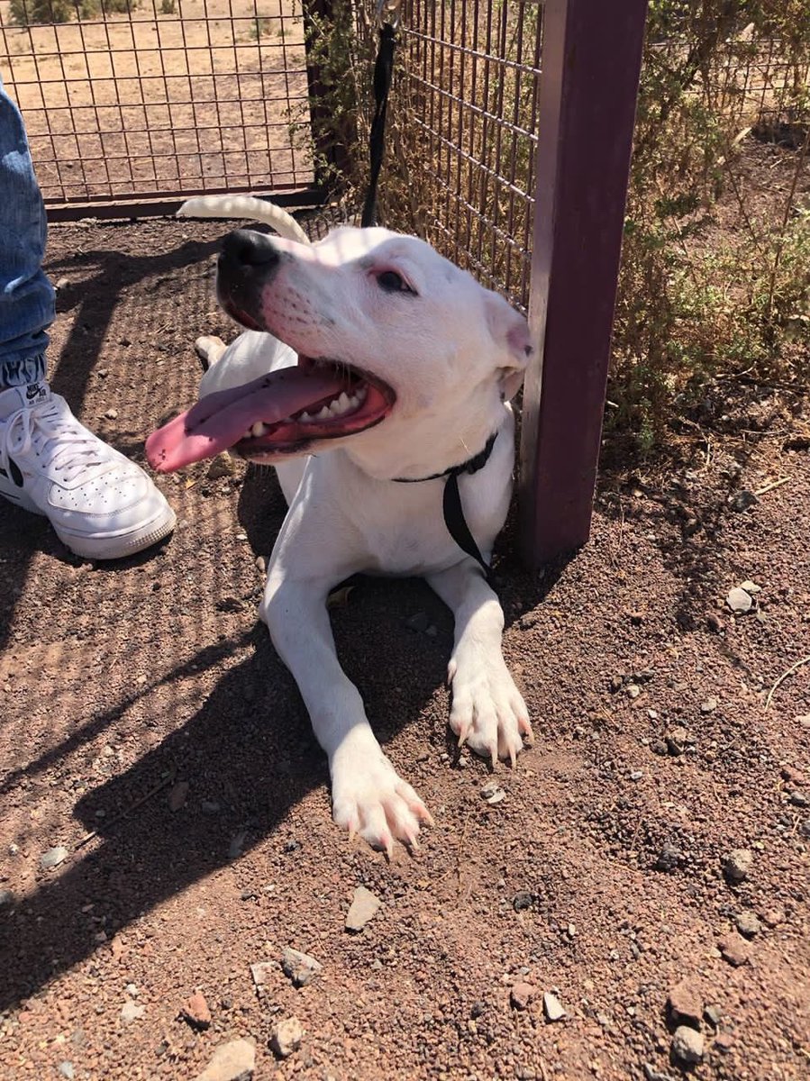 shirleyyyc's tweet photo. Busco adopción para este bebé pitbull de 7 meses (aunque parezca un caballo de 20 años). Es un amor con perros y gatos pero no puedo tenerlo en casa, busco alguien responsable y que tenga tiempo para dedicárselo y cuidarlo, es un besucón y adora mirar por la ventana 🫶🏻 https://t.co/nqqyz1aEC6