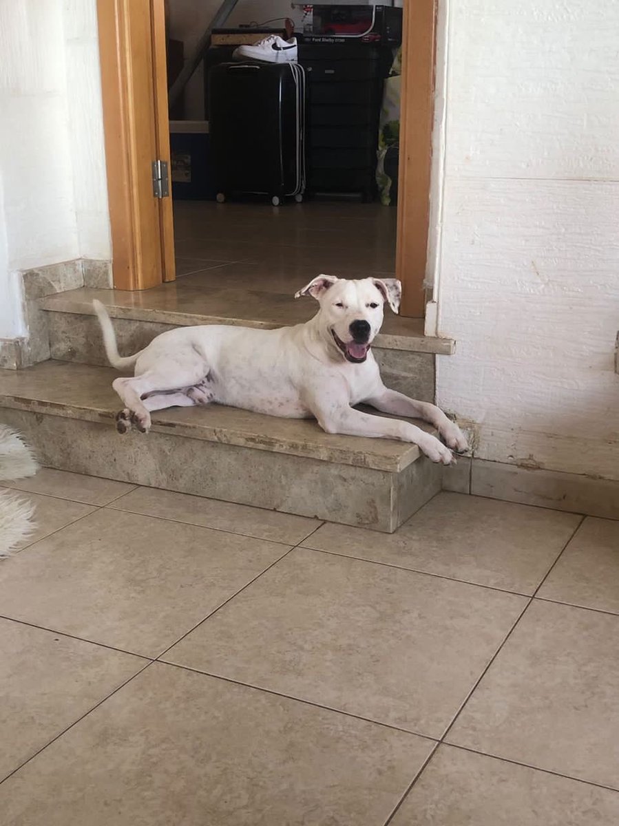 shirleyyyc's tweet photo. Busco adopción para este bebé pitbull de 7 meses (aunque parezca un caballo de 20 años). Es un amor con perros y gatos pero no puedo tenerlo en casa, busco alguien responsable y que tenga tiempo para dedicárselo y cuidarlo, es un besucón y adora mirar por la ventana 🫶🏻 https://t.co/nqqyz1aEC6