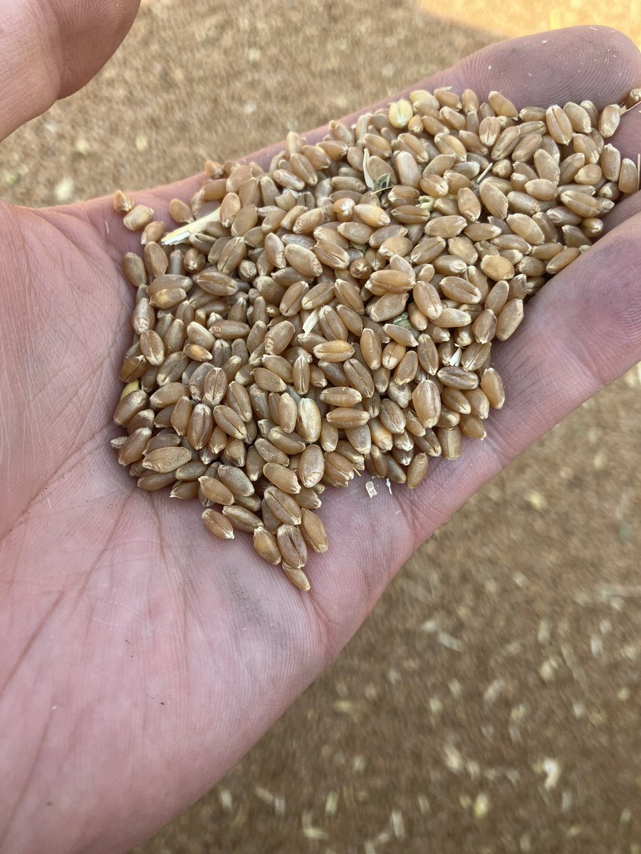 Excited to try out the new AAC Hodge VB midge tolerant wheat <a href="/FPGenetics/">FP Genetics</a> . Very impressed so far. Quality is excellent and not surprised this is the highest yielding cwrs registered to date #harvest22