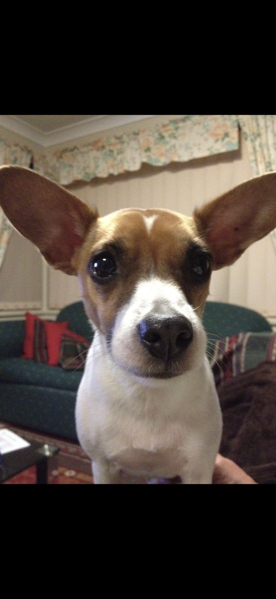 mi13ck's tweet photo. @louisejulie_ Everyone is always making fun of Ernie’s ears… https://t.co/mPIZGXGLgl
