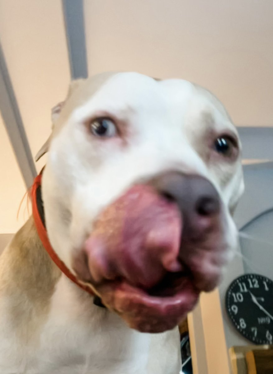 RobinFulfordTX's tweet photo. This is Stonewall, my rescue pit.
Can you believe people find him terrifying? He does not let me out of his eyesight. #DemDogs https://t.co/2u0DqG8odj