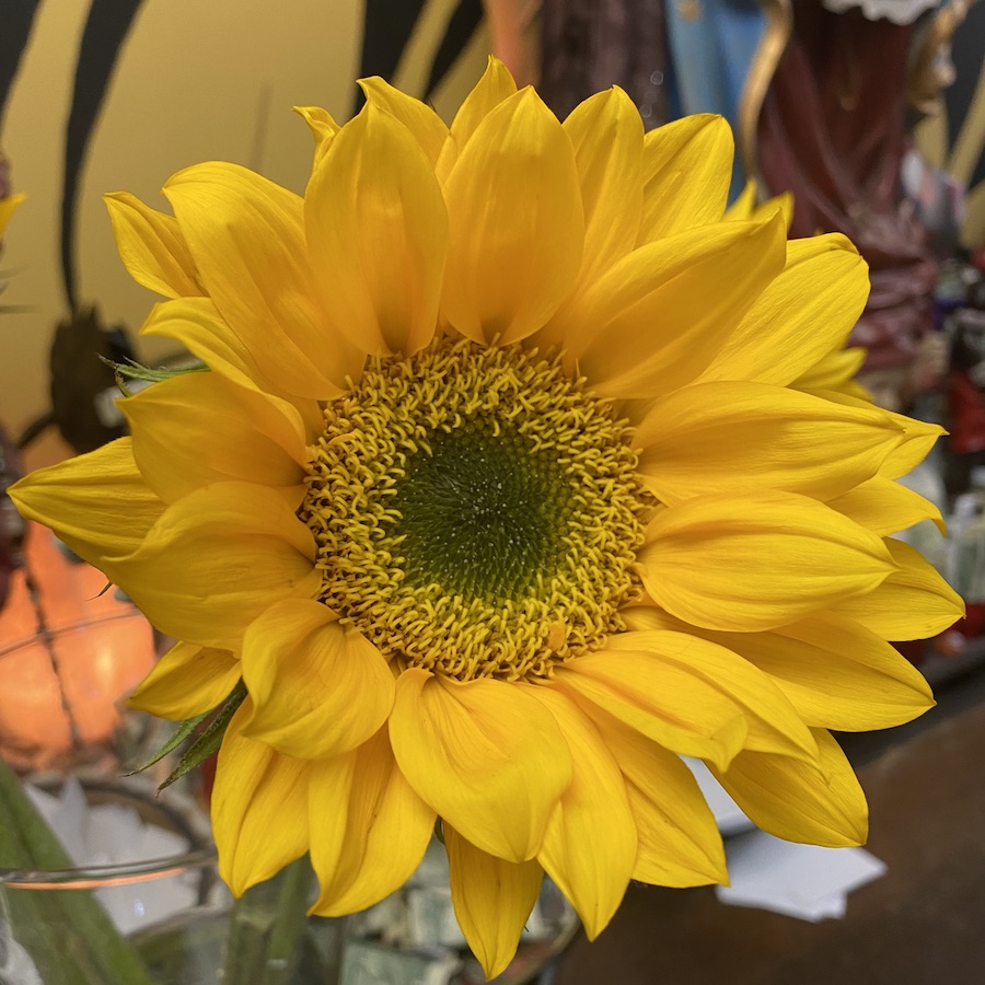 aromagregory's tweet photo. Somebody put a vase filled with vibrant sunflowers on the community altar we have in The Spirit Room. Thank you!!!

#SunFlowers #CommunityAltar #Apollo #Transition #TheVeilIsThinning #Apollon #Helios #Mabon #Sabbat #Death #Resurrection #Nymph #August #September #HarvestFestival https://t.co/gj1rp6Cg5L