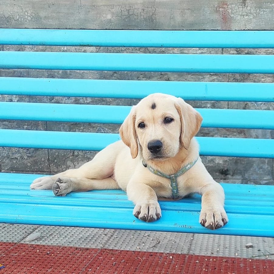 This pup is named after the last thing you ate. What is the pups name? 🤔   #dogsoftwitter