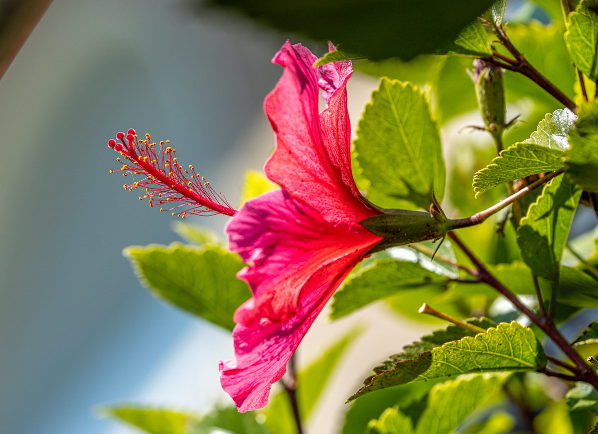 tmadsen805's tweet photo. Hibiscus / rosa-sinensis
#NaturePhotography #nature #flowerphotography #flowers  #photography #ThePhotoHour https://t.co/nVwTwPqbqF