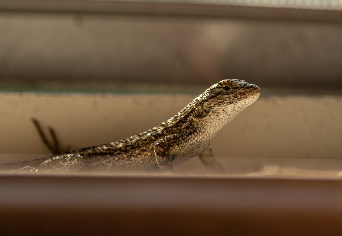 tmadsen805's tweet photo. I was working at my desk and somehow this little guy came through my window. And seemed to be wondering what was doing that was more important than taking his pic.
#NaturePhotography #nature #TwitterNatureCommunity  #photography #ThePhotoHour https://t.co/9D9w8qMqIl