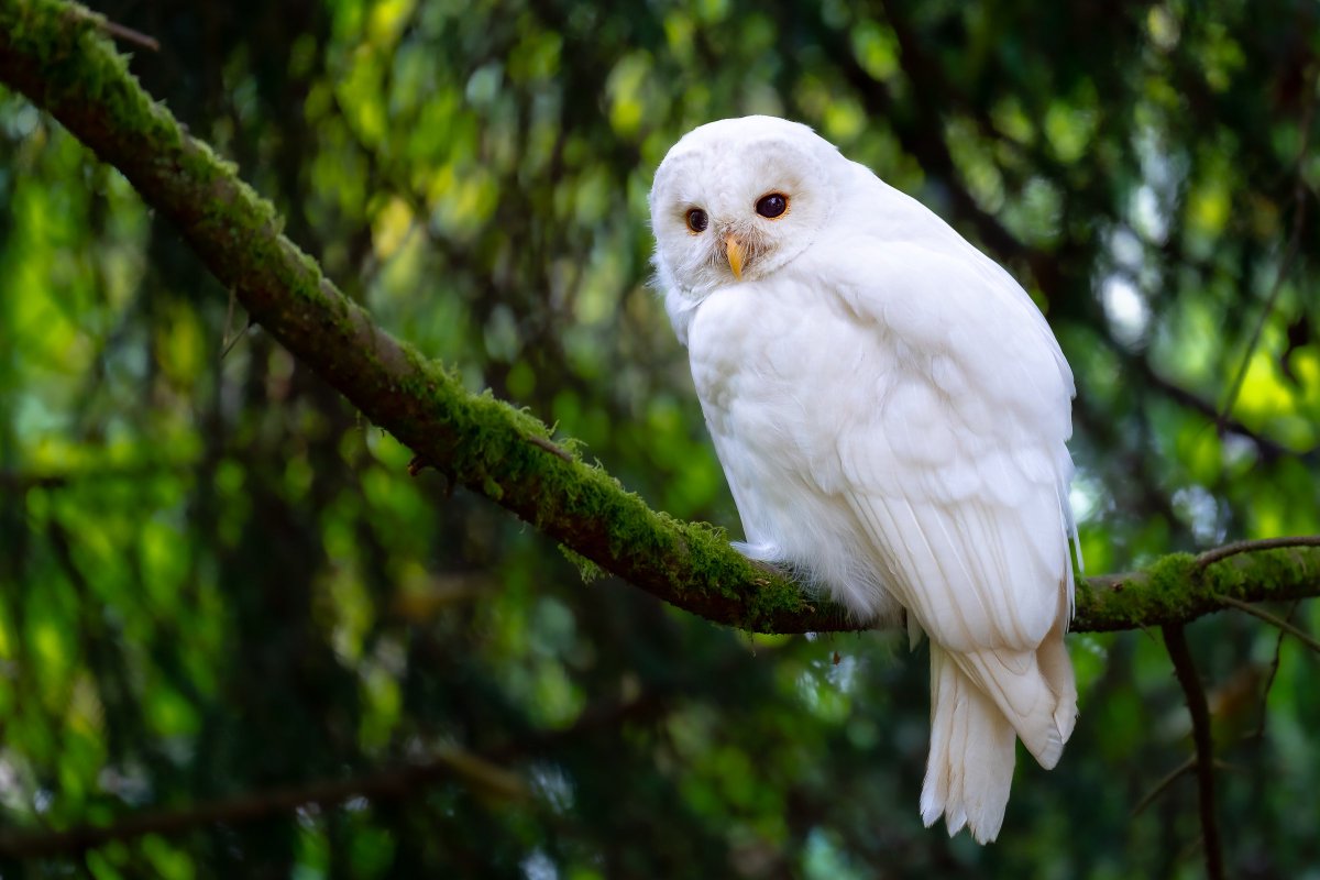 davidlei's tweet image. It’s okay to wear white after Labor Day, especially if you are this leucistic / albino barred owl. Hope you’ve had a happy Labor Day Weekend! (British Columbia, Canada)

#birdwatching #wildlife #nature

* Delayed post of owl no longer being seen. Observed respectfully in evening.