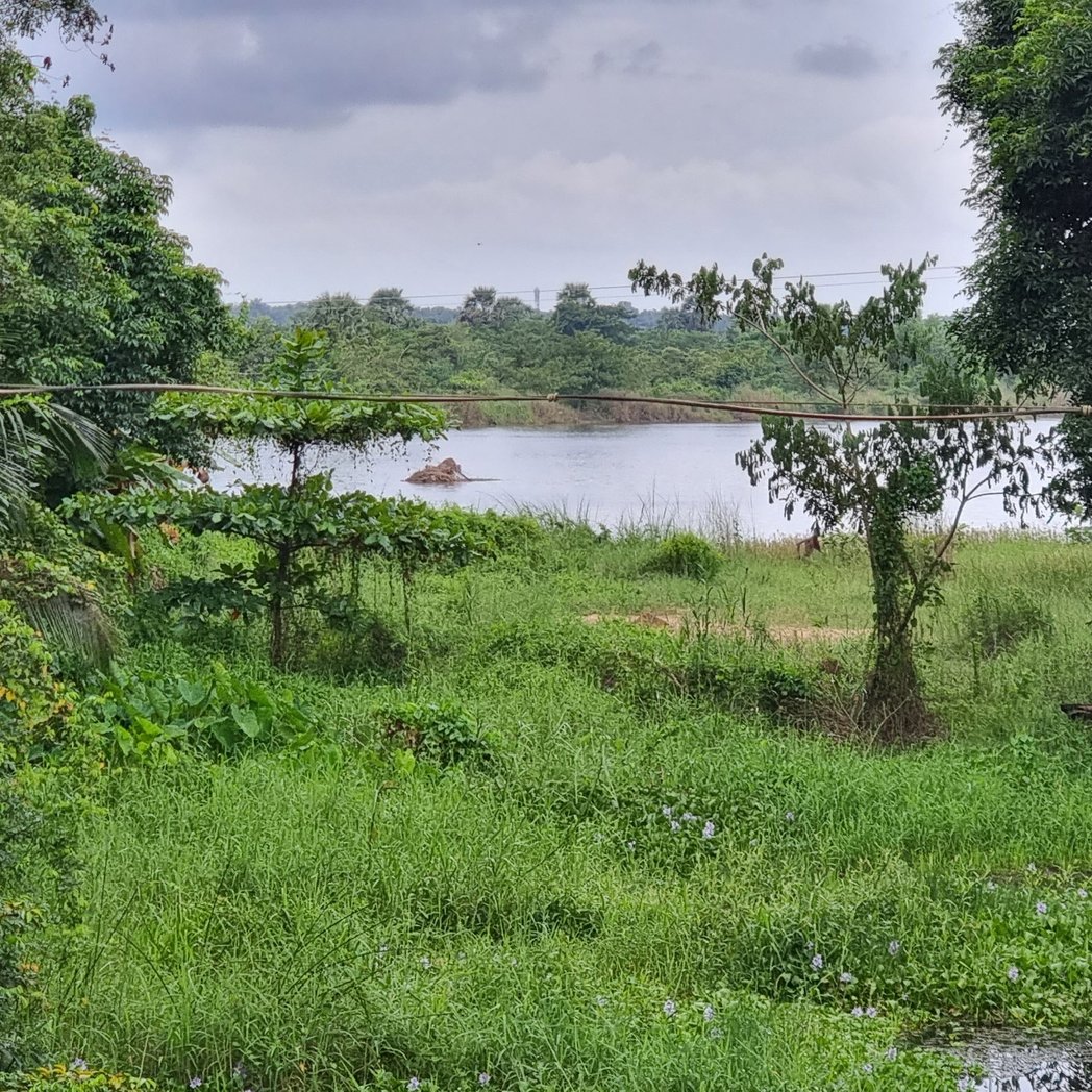 keralavarma's tweet photo. First look, it looked like an #elephant #bathing...
On closer look...
At #chamravattom #chamravattam #chamravattom_temple #chamravattamtemple #chamravattamayyappatemple #chamravattamnila #bharathapuzha #nila https://t.co/CZyintKYZf