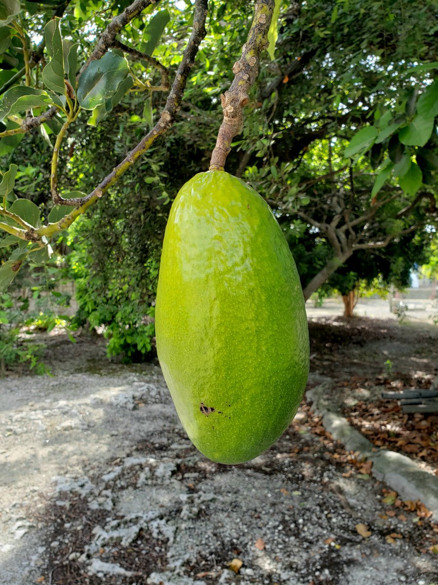 NativeStew's tweet photo. One avocado and two sugar apples on the tree.

(c)A. Derek Catalano - Samsung Galaxy S9+
#NativeStewImages #Bahamas #avocado #apples #sugarapples #tropics #caribbean #fruit #native https://t.co/c5zlOJkrBL