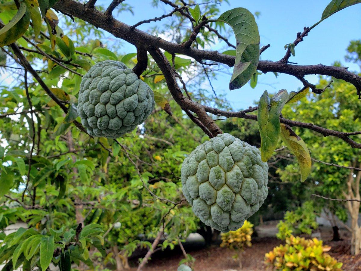 NativeStew's tweet photo. One avocado and two sugar apples on the tree.

(c)A. Derek Catalano - Samsung Galaxy S9+
#NativeStewImages #Bahamas #avocado #apples #sugarapples #tropics #caribbean #fruit #native https://t.co/c5zlOJkrBL